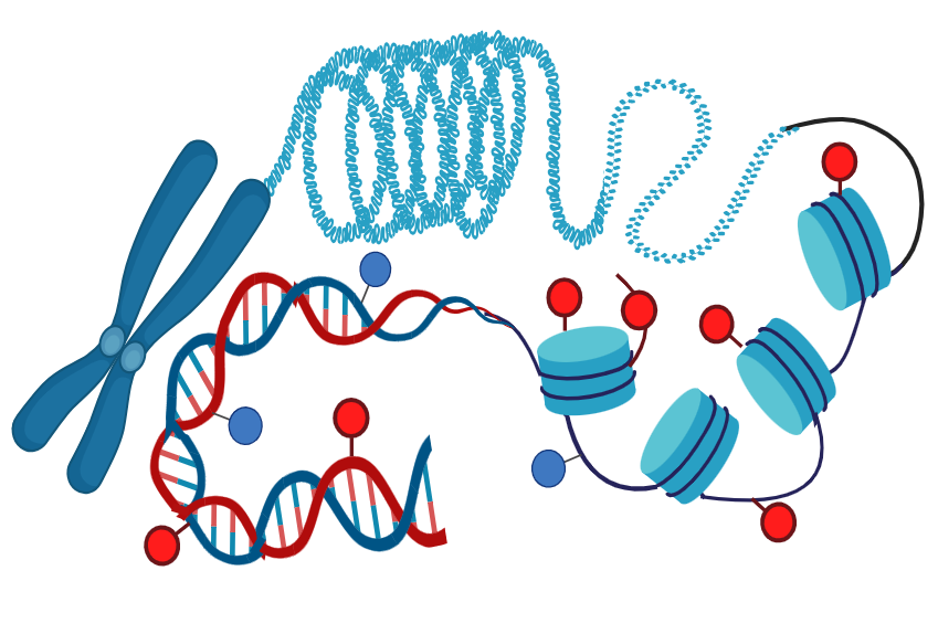 Epigenomics